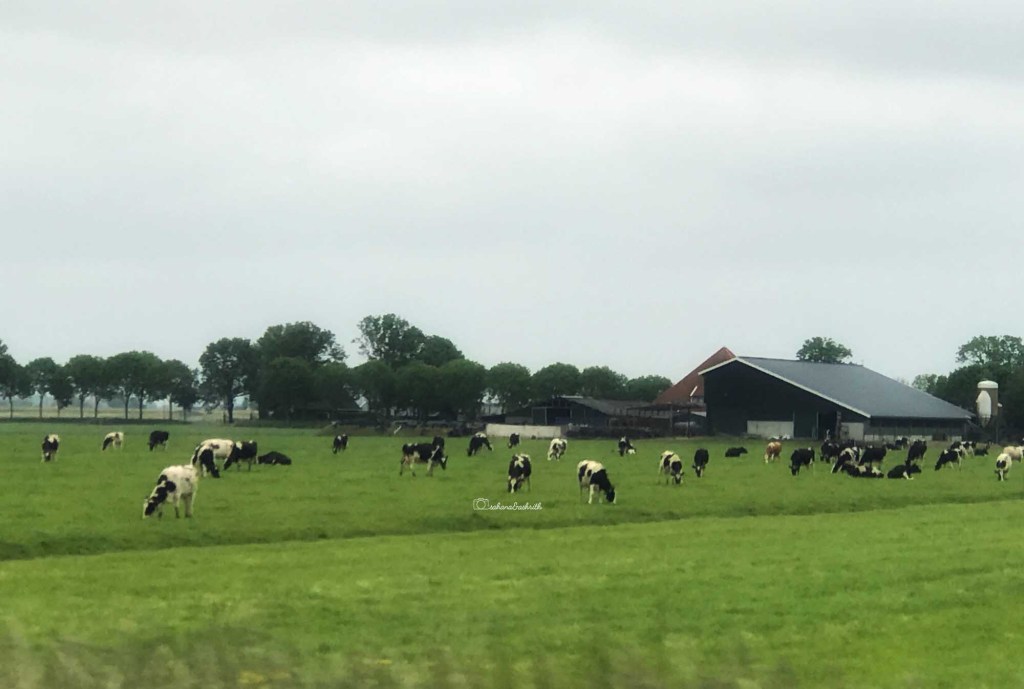 HF cows grazing in the Netherlands farm by roadside