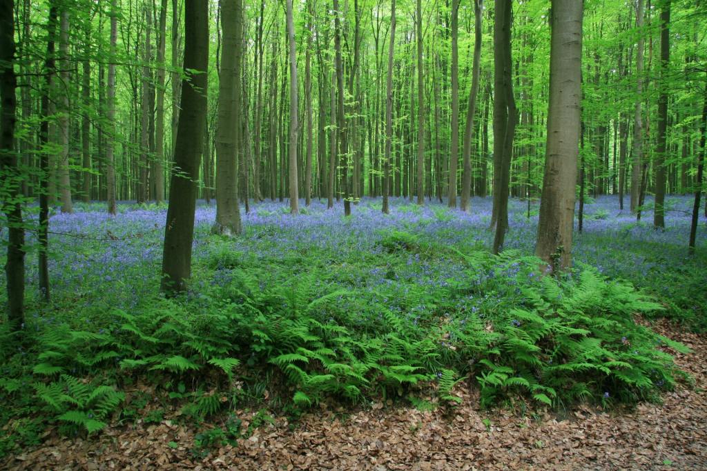 Tall trees with spread of violets on the ground