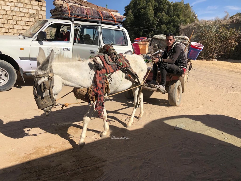 Donkey cart run by an Egyotian in the mud roads of Bawiti near Egypt's white desert