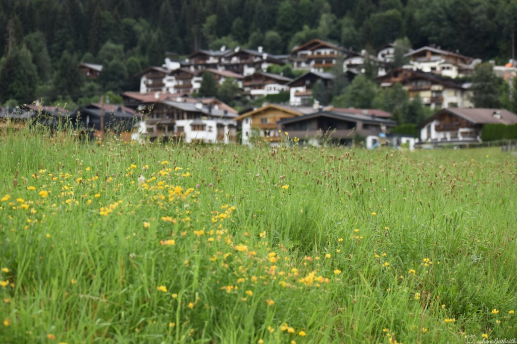 small yellow flower plants in the meadow with tyrolean wooden houses in the background at Kirchberg in tirol, austria