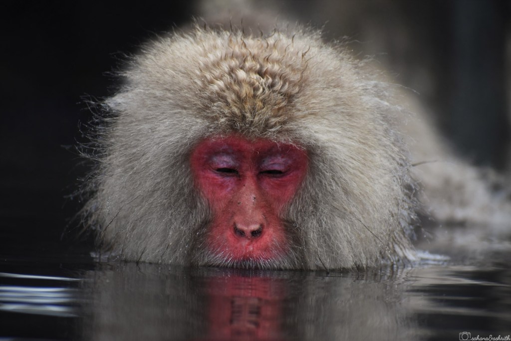Japanese macaque sitting in hot spring pool with eyes closed

