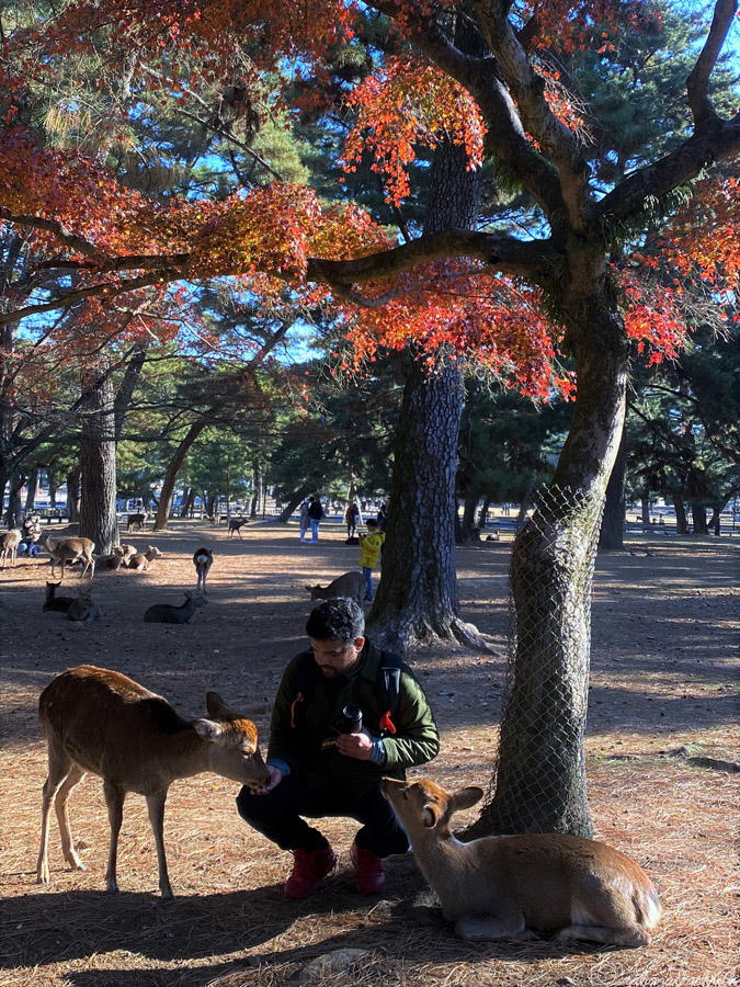 Man feeding deers under the tree full of orange leaves at Nara Japan