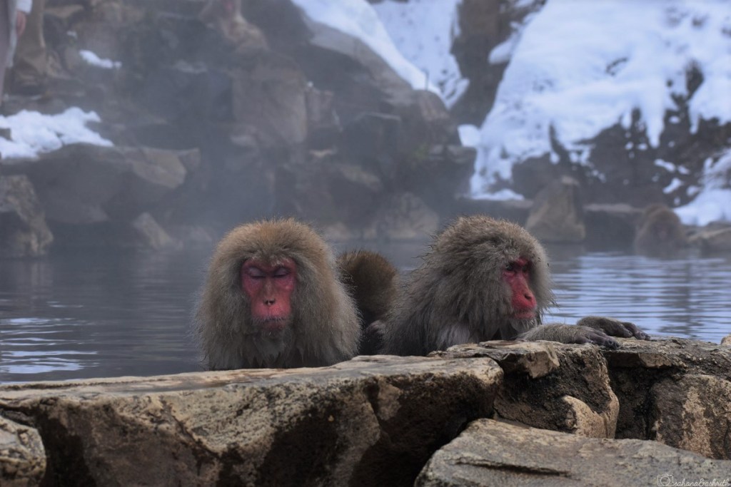 two monkeys in Japan sitting iwith eyes closed in a hot water spring surrounded by snow during winter