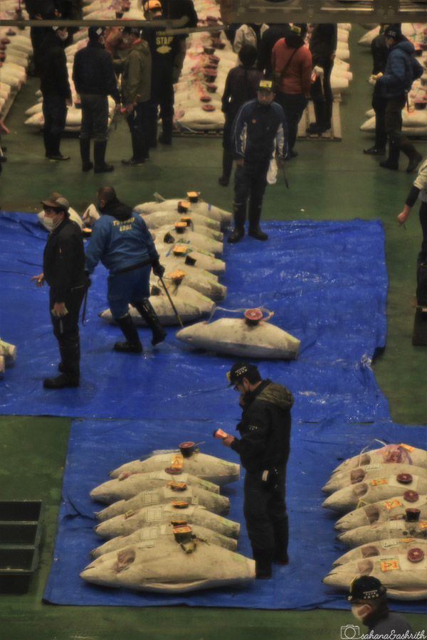 man dragging a giant frozen tuna fish out of a row of fishes at Toyosu auction market