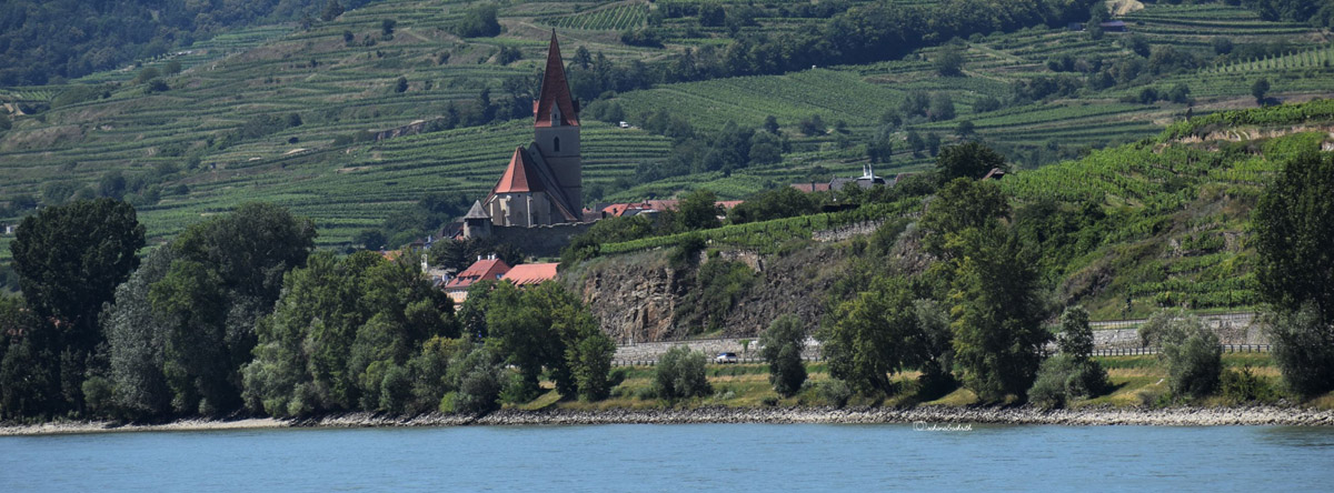 Medeival style beuge stone church with tall tower covered with brown tiles by riverside in the middle of vineyard at Wachau valley