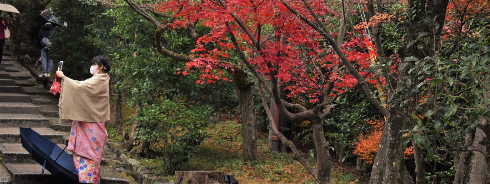 Japanese woman standing next to colourful trees wearing traditional kimono to take selfie