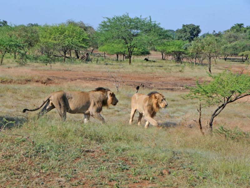 lion and lioness walking in Gir forest, India