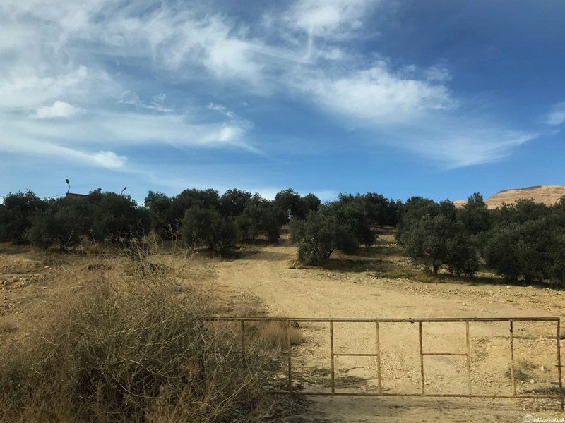 farmland surrounded by desert in jordan
