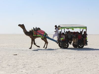camel pulling a cart full of local folks in gujarat on white salt flats of Kutch in Gujarat