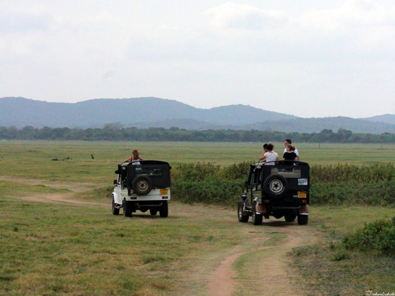 two jeeps in the green field taking tourists on safari
