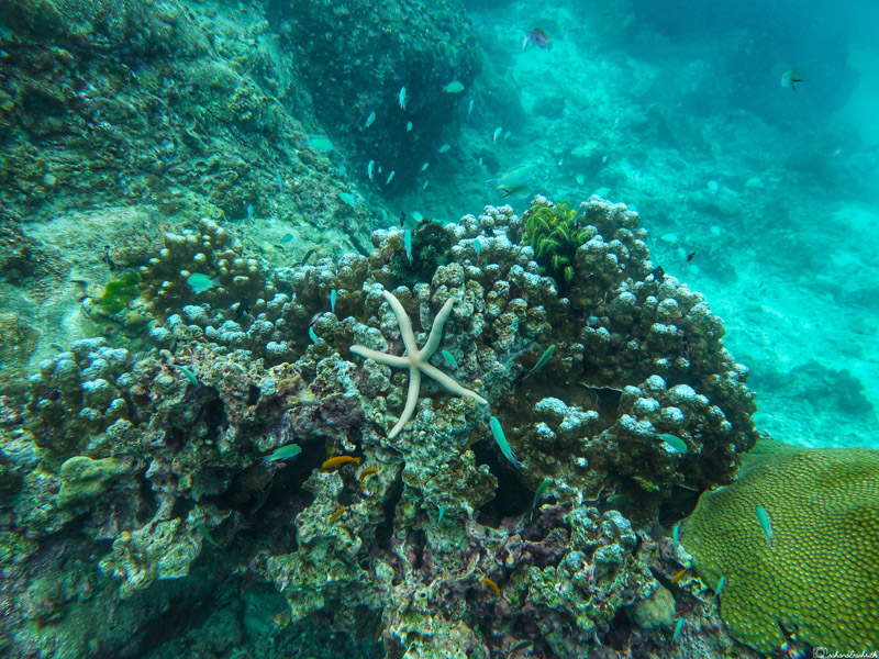 underwater scene showing a star fish laying on a rock with school of small fish around it beside corals