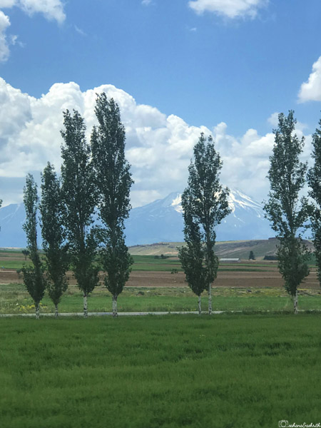 green fields with confierous trees and snow capped mountain in the horizon near Ihlara