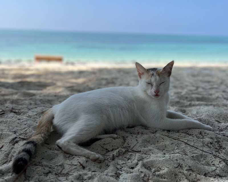 A white cat with patches of brown and black fur lounges comfortably on the sandy beach, eyes closed, with the turquoise sea and sky in the background
