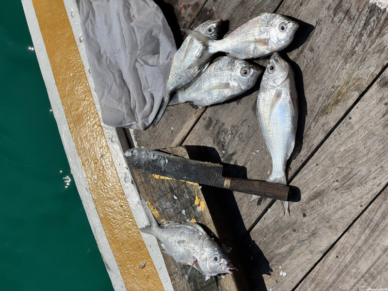 Several freshly caught silver fish lie on a wooden dock beside a large knife and a cloth, with the edge of a boat and the turquoise sea visible nearby.