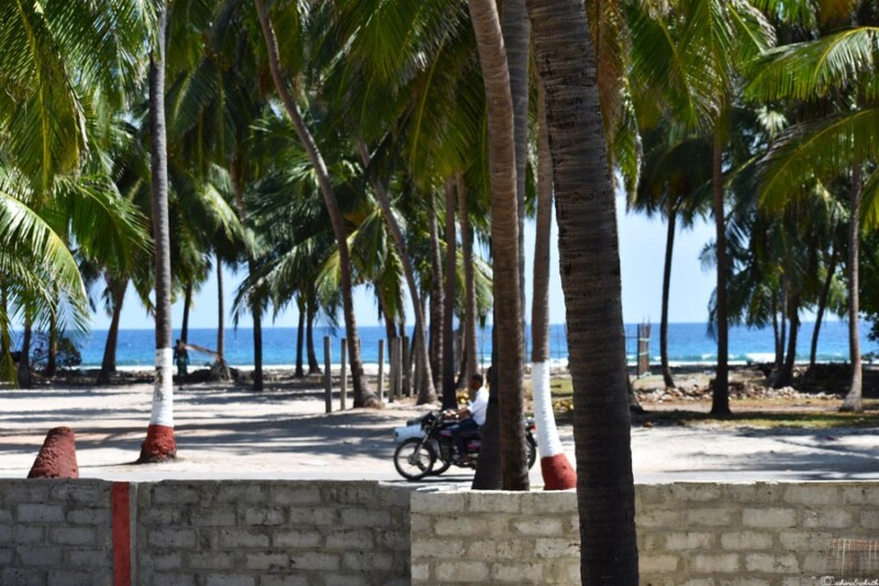 A motorbike parked among tall palm trees with a view of the ocean in the background.