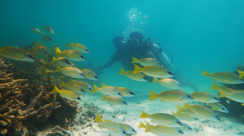 Two scuba divers swim near a school of yellow fish in the clear waters of Lakshadweep