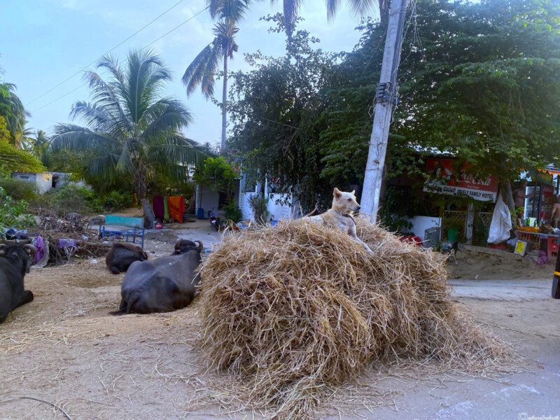 A dog sitting on a haystack with buffaloes resting nearby and palm trees in the background.