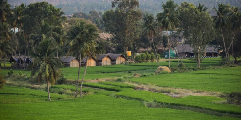 Traditional thatched cottages surrounded by lush green rice fields and tall palm trees in a rural landscape