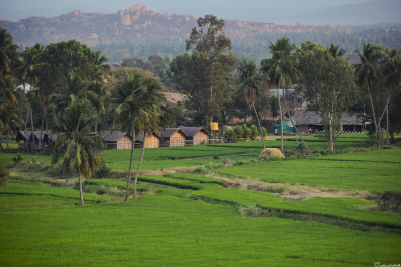 Traditional huts nestled among green fields and palm trees in Hampi, India.
