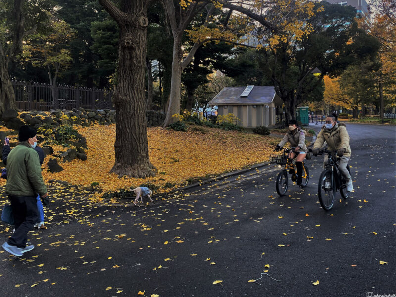 Two cyclists and a person walking a dog in a park during autumn, surrounded by fallen yellow leaves and trees.
