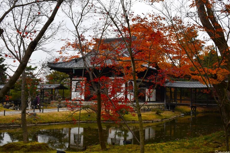 A serene Japanese garden with vibrant red maple trees reflecting in a calm pond.
