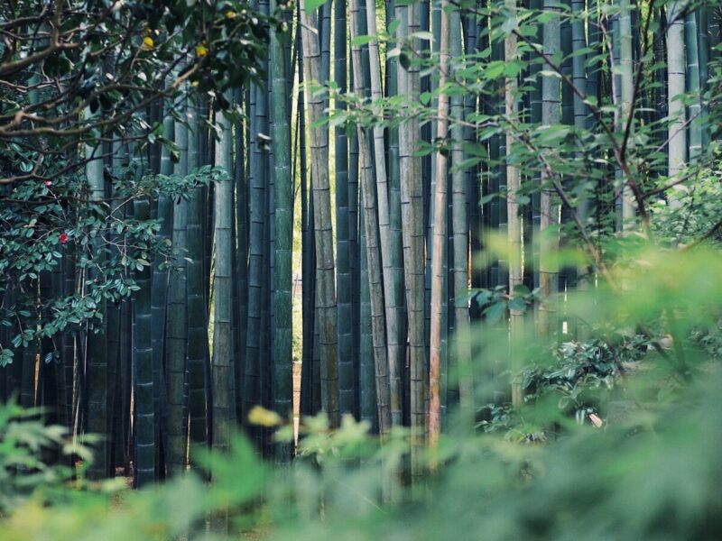 A serene view of a dense bamboo grove, with tall green stalks forming a natural barrier, surrounded by lush foliage and hints of sunlight filtering through.