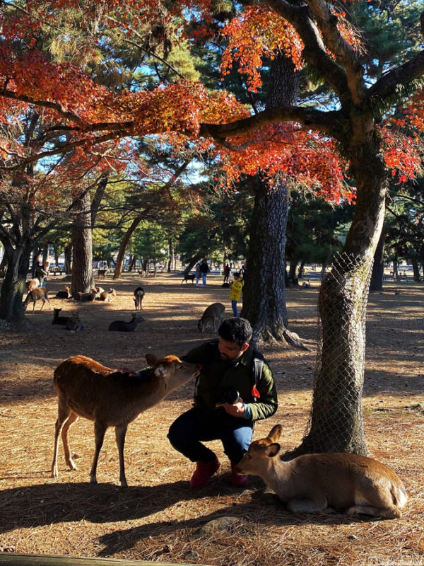 ashrith interacting with friendly deer in Nara Park during autumn, with vibrant foliage and other deer grazing nearby