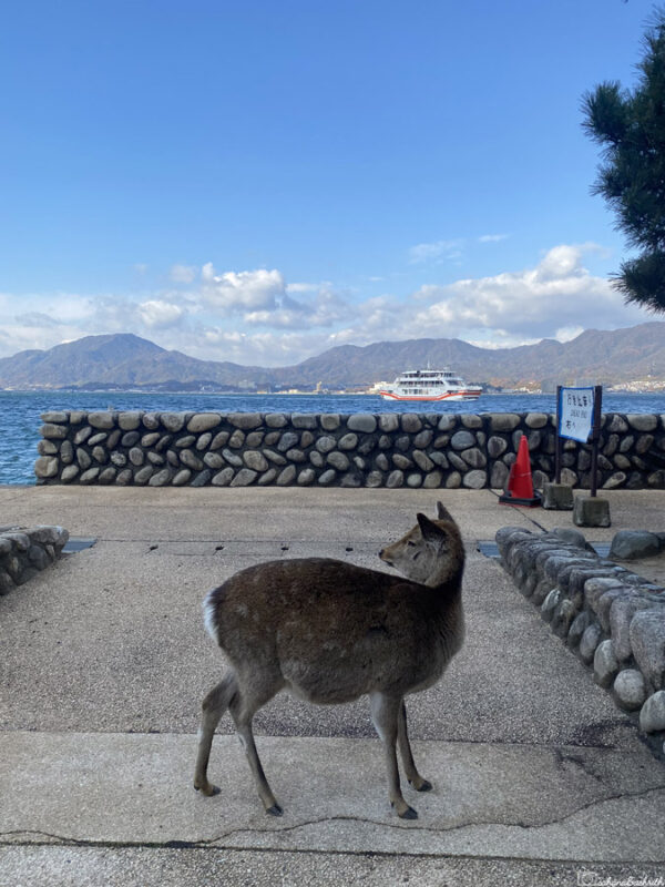 Deer near the waterfront on Miyajima island with a ferry in the background, capturing the unique wildlife and scenic views of the area