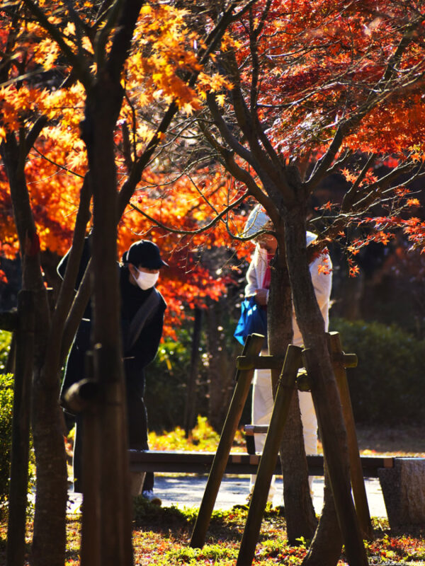 Visitors admiring the autumn foliage in a Japanese garden at osaka, with vibrant orange and red leaves surrounding the peaceful setting.