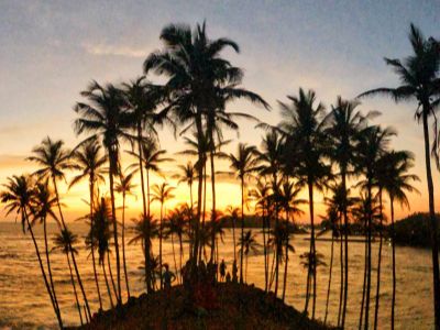 Sunset scene by the ocean: coconut trees on a cliff with a golden-yellow sky.