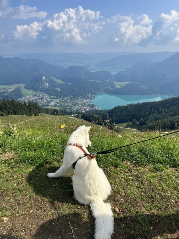 A Samoyed dog on a leash at Zwölferhorn top, overlooking Wolfgangsee lake at the bottom, reached by cable car.