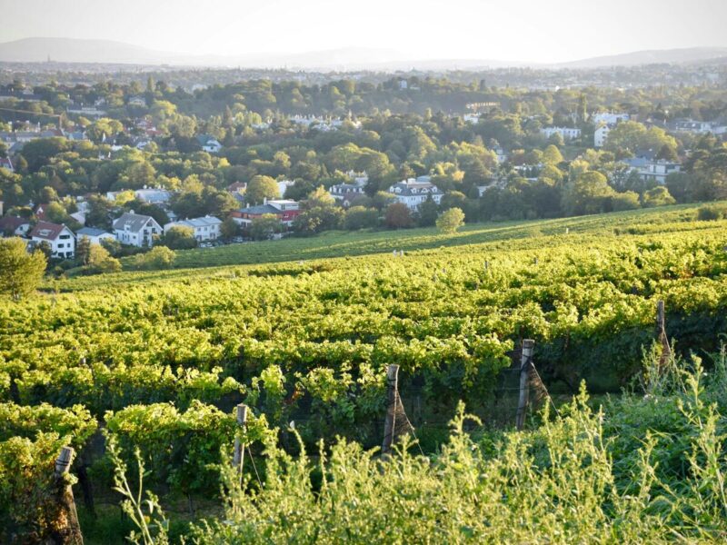 A beautiful green vineyard in the hills of Vienna, with a panoramic view of the city in the distance, showcasing the city’s suburban landscape