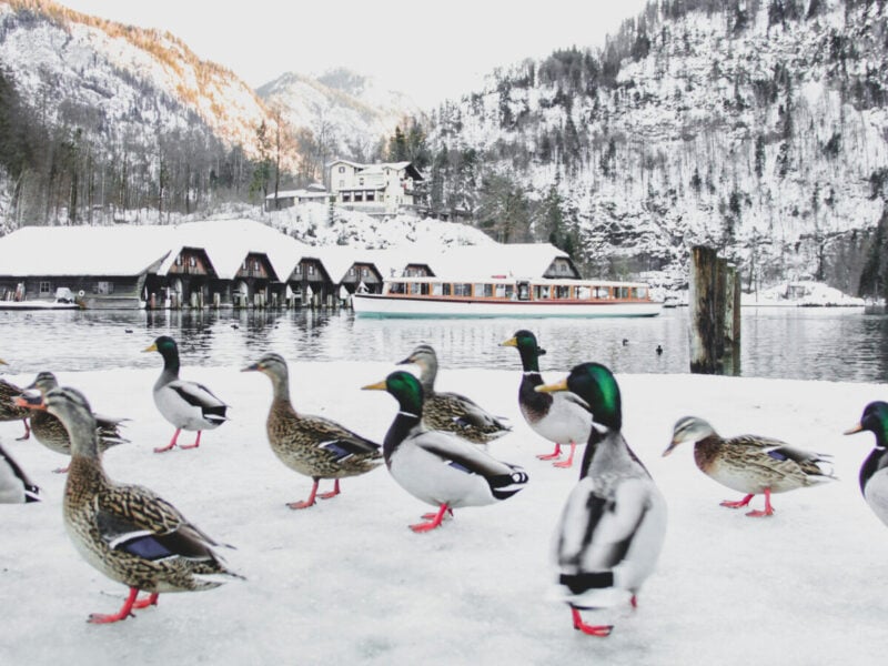 Mallard ducks on snow by Königssee in winter, with wooden boathouses and snowy cliffs in the background.