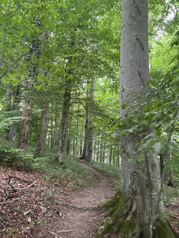 Narrow dirt path through a leafy forest section of the Maria Plain hiking trail in Salzburg