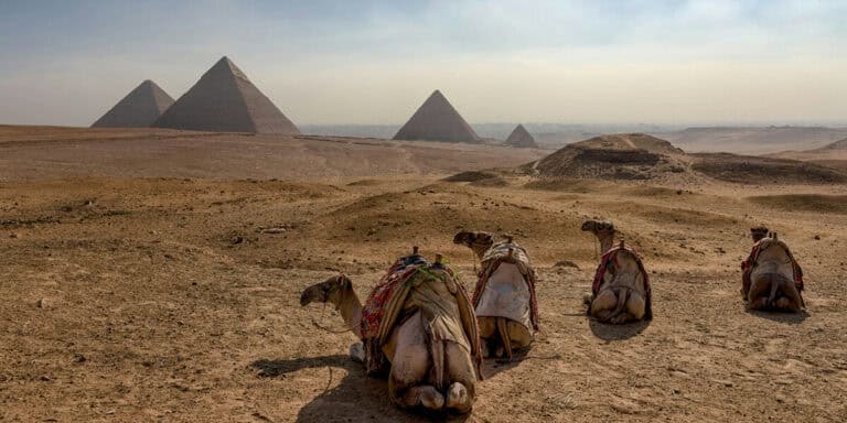 camels sitting in front of giza pyramids in egypt