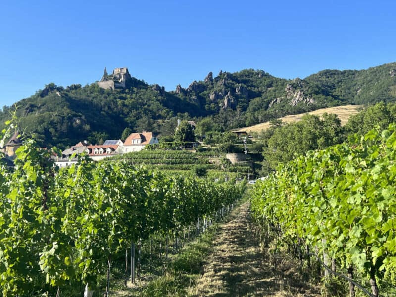 Rows of lush green vines stretching towards rugged hills and the ruins of Dürnstein Castle perched high above under a bright blue sky.