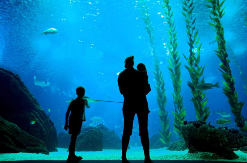 Visitors watching marine life inside Oceanário de Lisboa, silhouetted against a huge aquarium filled with fish, rays, and towering underwater plants.
