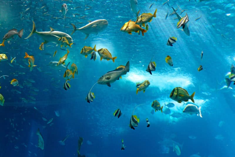 Colourful fish swimming through the main tank at Oceanário de Lisboa, illuminated by soft blue light filtering through the water.