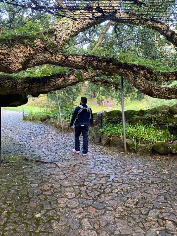 Visitor walking under a large, sprawling tree in Sintra's park.