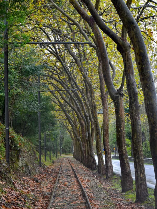 Historic railway tracks running through a tree-lined path in Sintra Portugal covered with autumn leaves.
